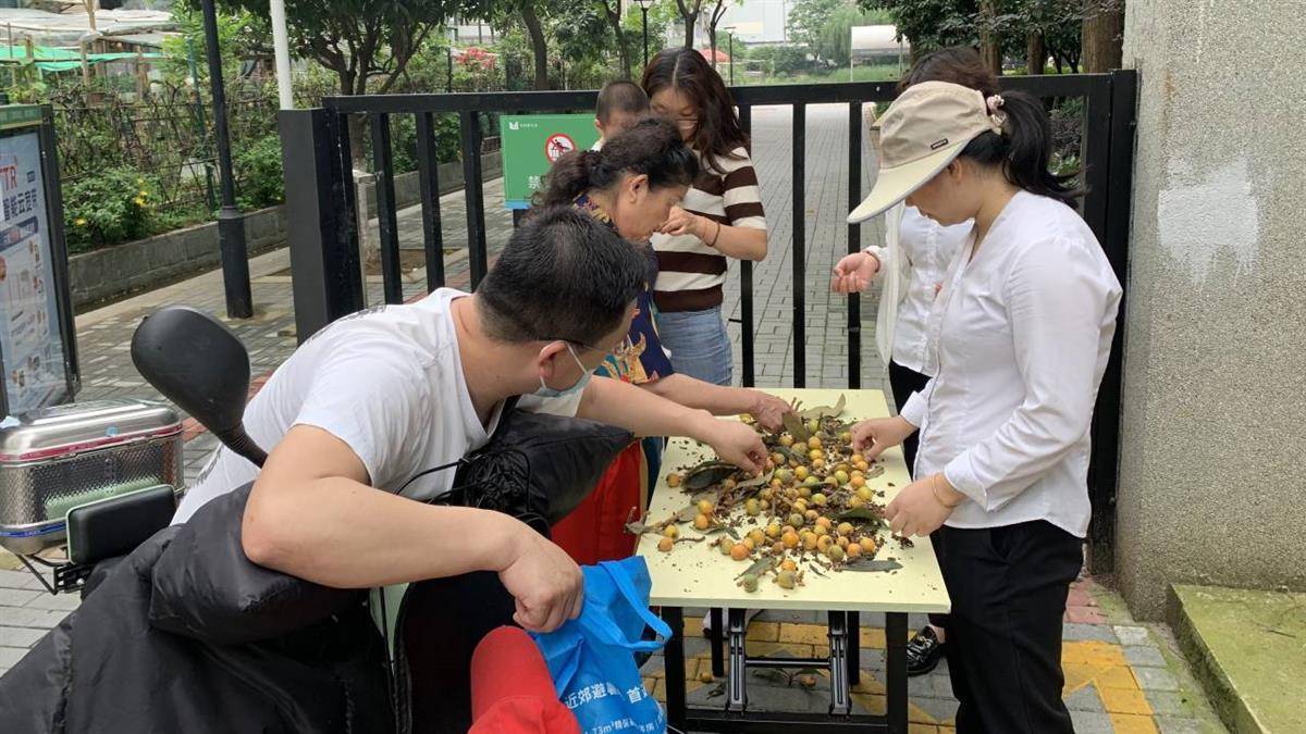 武漢水域風(fēng)華社區(qū)舉辦幸福鄰里“枇杷節(jié)”